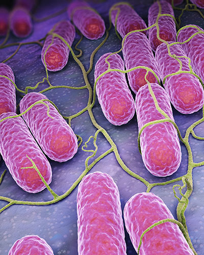 bacteria microscopic view