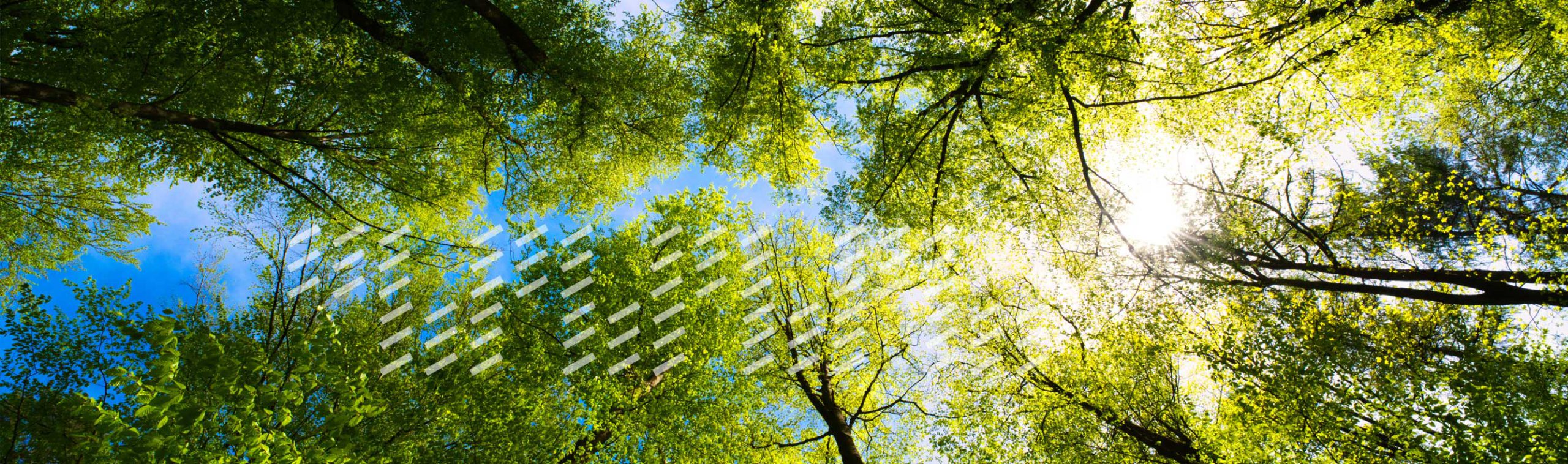 view of a blue sky looking up through tree tops