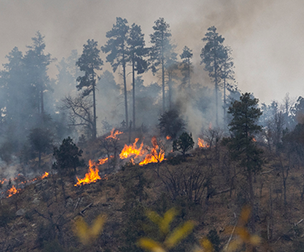 forest fire