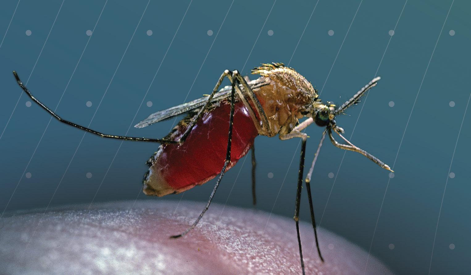 close up of a mosquito on a human