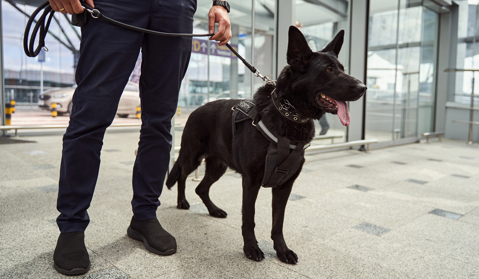 Security officer holds a dog on a leash trained for canine / K-9 unit detection inside an airport terminal.